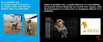 Ράτσα: Άλλη Ράτσα | Ηλικία: 4 ετών | Φύλο: Αρσενικό | Αρ. Microchip: 983232212121212 | Περιοχή: Αττική